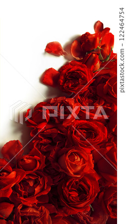 Red roses on a white background Red roses on a white background 122464754