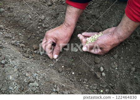 Old human worker sowing a pea Old human worker sowing a pea 122464830