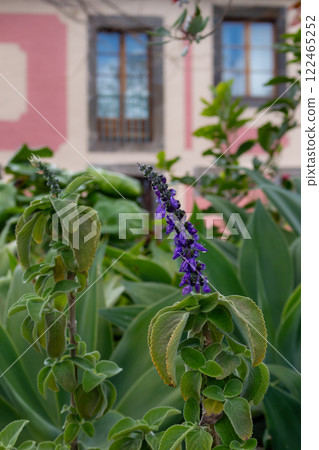 Greenery and architecture, Madeira, Portugal Greenery and architecture, Madeira, Portugal 122465252