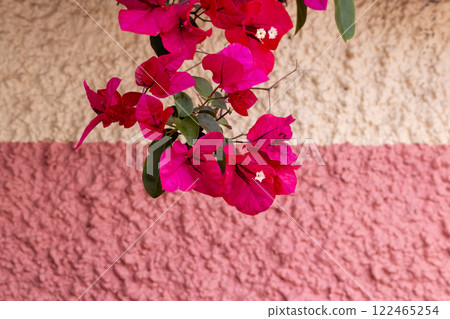 Blossoms of bougainvillea, Madeira, Portugal Blossoms of bougainvillea, Madeira, Portugal 122465254