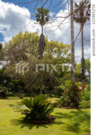 Park with fresh grass and greenery, Madeira, Portugal Park with fresh grass and greenery, Madeira, Portugal 122465258