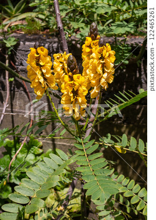 Bright yellow blossoms of Senna, Madeira, Portugal Bright yellow blossoms of Senna, Madeira, Portugal 122465261
