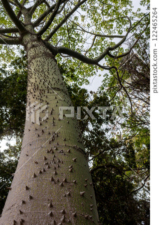 Trunk of Chorisia Speciosa, Madeira, Portugal Trunk of Chorisia Speciosa, Madeira, Portugal 122465264