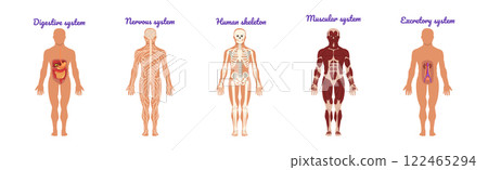 Educative Anatomy with Body Inner System and Organ Vector Set 122465294