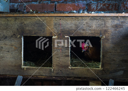 Chicken in nest in chicken coop A brown chicken nests comfortably in a wooden nest in a cozy chicken coop, representing the essence of traditional farm life and sustainable poultry farming practices. 122466245