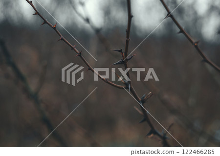 Close-up of acacia branches covered with large thorns, creating a natural barrier against potential threats against a blurred natural background. Acacia branches without leaves, but with thorns. Close-up of acacia branches covered with large thorns, creating a natural barrier against potential threats against a blurred natural background. Acacia branches without leaves, but with thorns. 122466285