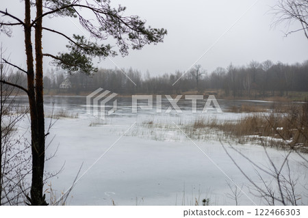 A thin layer of ice covers a lake in winter with pine trees in the foreground and forest in the background, creating a serene and cold natural landscape. Frozen pond with steep bank and pine trees. 122466303