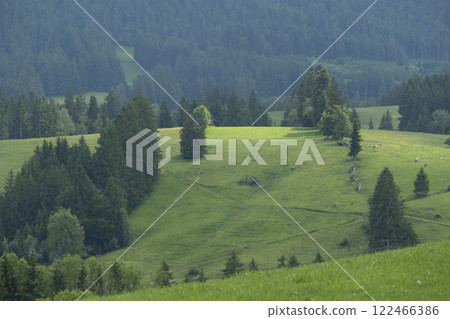 Hiking trail from Ahegg to Weitnau, Munich Way of St. James, Bavaria, Germany 122466386