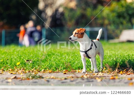 Small young brown white Jack Russel terrier stands alert vibrant green grass people blurred in background. Energetic companion exudes playful spirit and curiosity, scanning surroundings warm sunlight Small young brown white Jack Russel terrier stands alert vibrant green grass people blurred in background. Energetic companion exudes playful spirit and curiosity, scanning surroundings warm sunlight 122466680