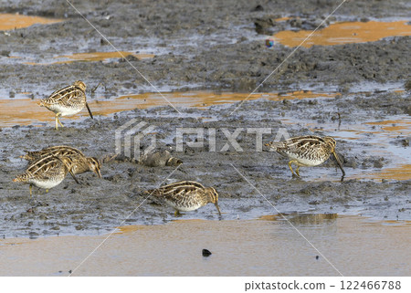Snipe looking for food in the winter river Snipe looking for food in the winter river 122466788