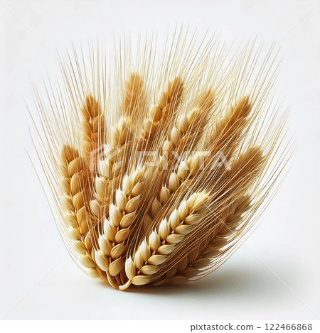 Close-up of golden wheat stalks in a fanned-out arrangement highlighting the intricate details of the grains and hair-like structures 122466868