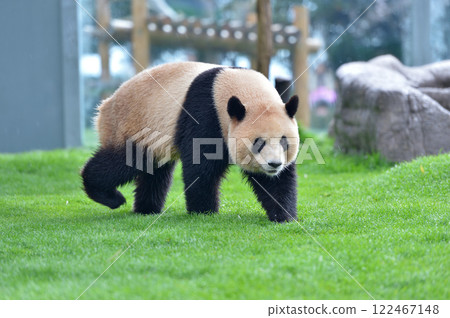 Umehama taking a walk 122467148