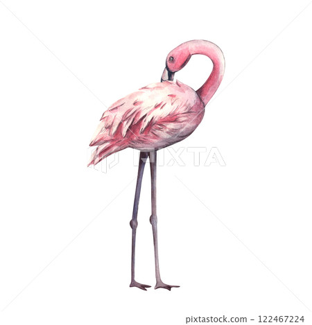 Watercolor pink flamingo. Hand drawn illustration of pink tropical bird. Beautiful Exotic wildlife bird Isolated on White Background. Template for invitation, card, cosmetic package Watercolor pink flamingo. Hand drawn illustration of pink tropical bird. Beautiful Exotic wildlife bird Isolated on White Background. Template for invitation, card, cosmetic package 122467224