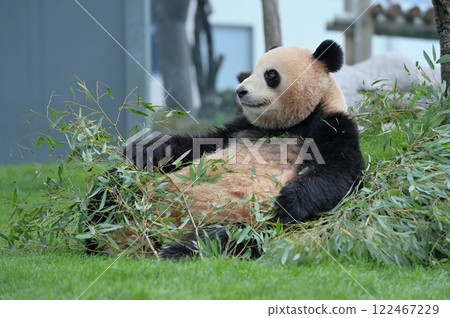 梅濱看起來對美味的竹子很滿意 梅濱看起來對美味的竹子很滿意 122467229