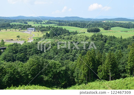 雪松樹針葉林 雪松樹針葉林 122467309