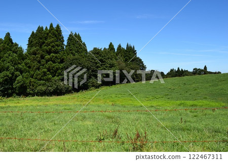 雪松樹針葉林 122467311