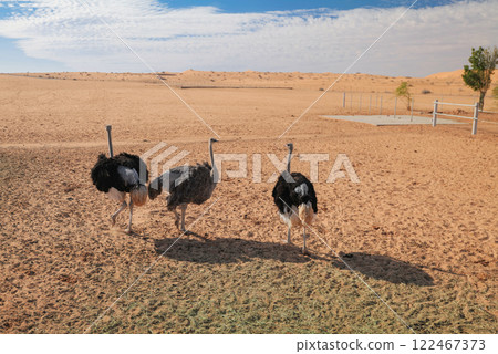 Saudi Arabia. Safari. Ostriches. Zoo Saudi Arabia. Safari. Ostriches. Zoo 122467373