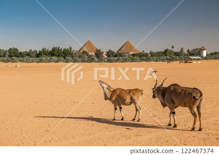 Pair of Elands in a Desert Landscape with Pyramidal Structures. Saudi Arabia. Safari Pair of Elands in a Desert Landscape with Pyramidal Structures. Saudi Arabia. Safari 122467374