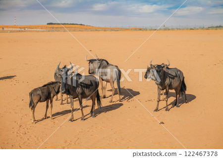 Herd of Wildebeests Roaming Across a Vast Desert Landscape. Saudi Arabia. Safari Herd of Wildebeests Roaming Across a Vast Desert Landscape. Saudi Arabia. Safari 122467378