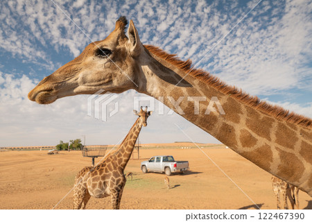 Close-Up and Full-Body View of Giraffes in a Desert Landscape. Saudi Arabia. Safari Close-Up and Full-Body View of Giraffes in a Desert Landscape. Saudi Arabia. Safari 122467390