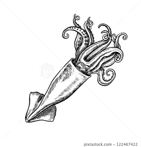 Sea squid. A hand-drawn vector graphic illustration. Black and white image of seafood. Separate from the background. Perfect for menus, recipe books, packages, labels, and more. Sea squid. A hand-drawn vector graphic illustration. Black and white image of seafood. Separate from the background. Perfect for menus, recipe books, packages, labels, and more. 122467422