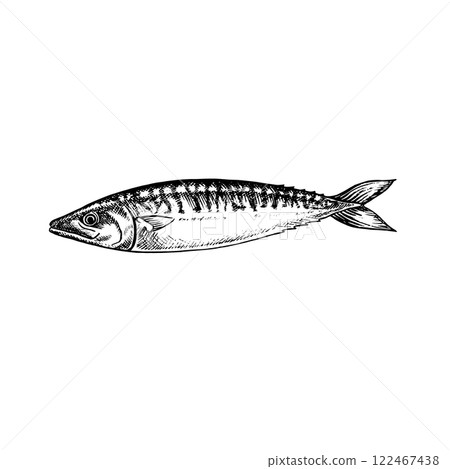 Mackerel fish. A hand-drawn vector graphic illustration. Black and white image of seafood. Separate from the background. Perfect for menus, recipe books, packages, labels, invitations, and more. 122467438