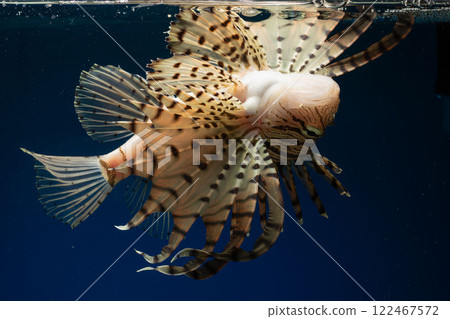 獅子魚、蠍子魚、獅子魚、毒魚、仰泳 獅子魚、蠍子魚、獅子魚、毒魚、仰泳 122467572