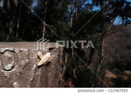 一隻小冬蛾在樹上交配 一隻小冬蛾在樹上交配 122467893