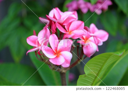 Tropical flower: cute plumeria Tropical flower: cute plumeria 122468005
