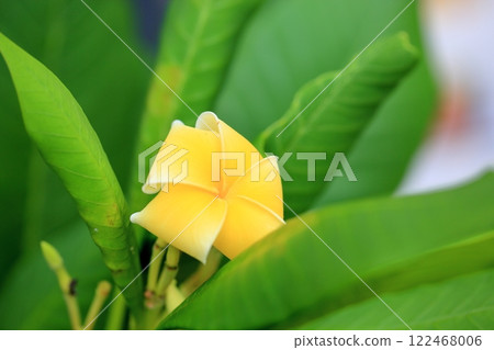 Tropical flower: cute plumeria Tropical flower: cute plumeria 122468006
