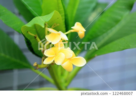 Tropical flower: cute plumeria Tropical flower: cute plumeria 122468007
