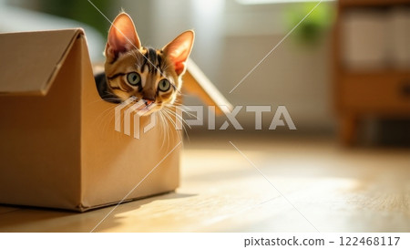 A curious cat peeks out of a cardboard box in a cozy living room filled with natural light. Wooden flooring and soft furnishings create a warm atmosphere for play. 122468117