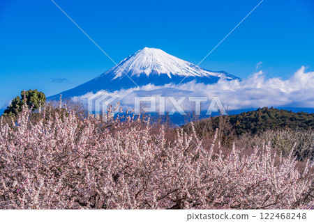 【靜岡縣】岩本山、白梅、富士山 122468248