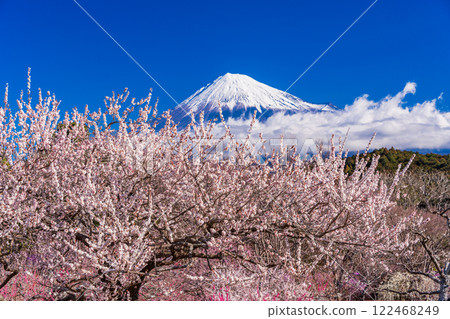 [Shizuoka Prefecture] Mt. Iwamoto, white plum blossoms and Mt. Fuji 122468249