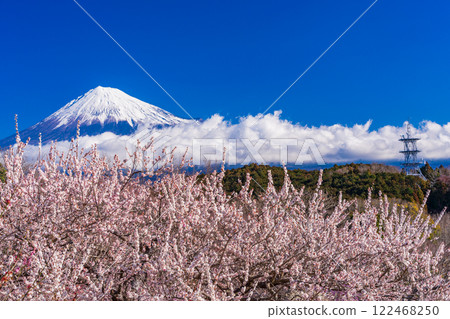 [Shizuoka Prefecture] Mt. Iwamoto, white plum blossoms and Mt. Fuji 122468250