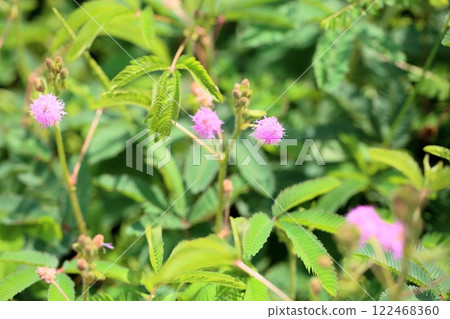 Cute mimosa flower Cute mimosa flower 122468360