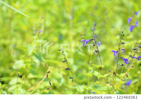 Refreshing Salvia flower guaranitica Refreshing Salvia flower guaranitica 122468361