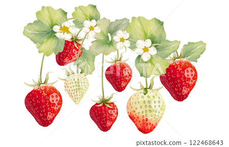 水彩畫草莓的插圖 122468643