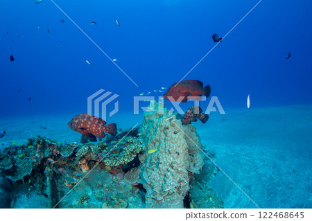 一群紅石斑魚和紅雀魚 122468645
