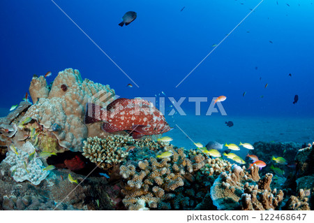 A school of red grouper and cardinalfish 122468647