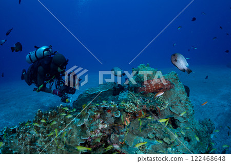 A school of red grouper and cardinalfish A school of red grouper and cardinalfish 122468648