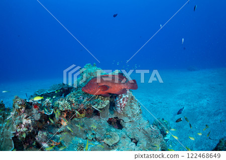 A school of red grouper and cardinalfish A school of red grouper and cardinalfish 122468649