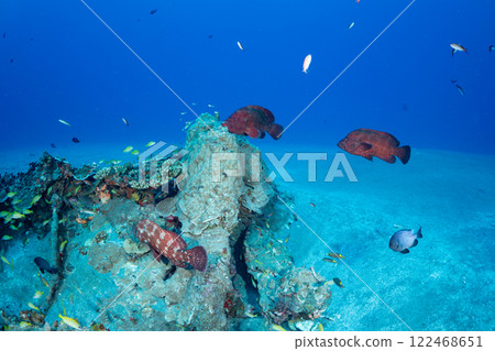 一群紅石斑魚和紅雀魚 一群紅石斑魚和紅雀魚 122468651