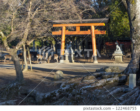 奈良公園的隋神社和鹿群 122468755