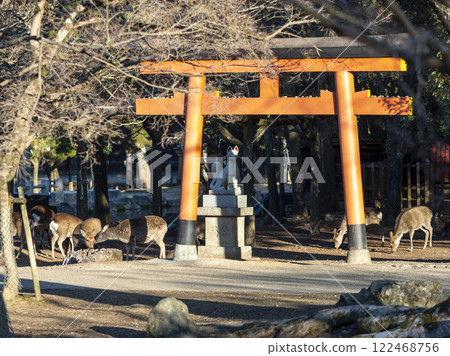 奈良公園的隋神社和鹿群 122468756
