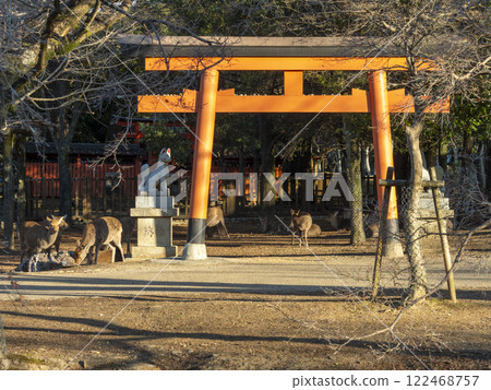 奈良公園的隋神社和鹿群 122468757