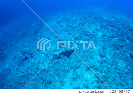 Spotted eagle ray Ogasawara 122468777