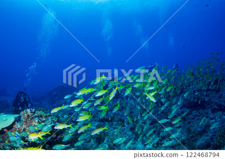 Yosugefedai小笠原群 122468794