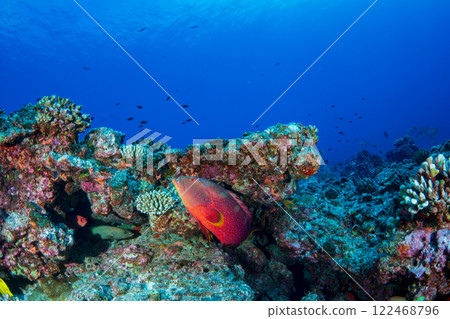 Ciguatera poisonous, red grouper, Ogasawara 122468796