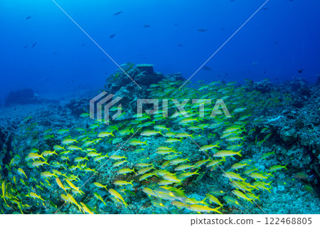 一群紅鯢鮫，小笠原 122468805